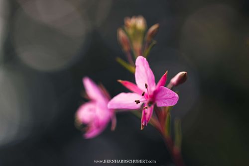 Chamaenerion dodonaei - Rosemary-leaved willowherb in Velebit