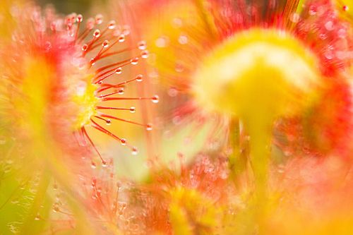 Drosera rotundifolia - Round-leaved sundew