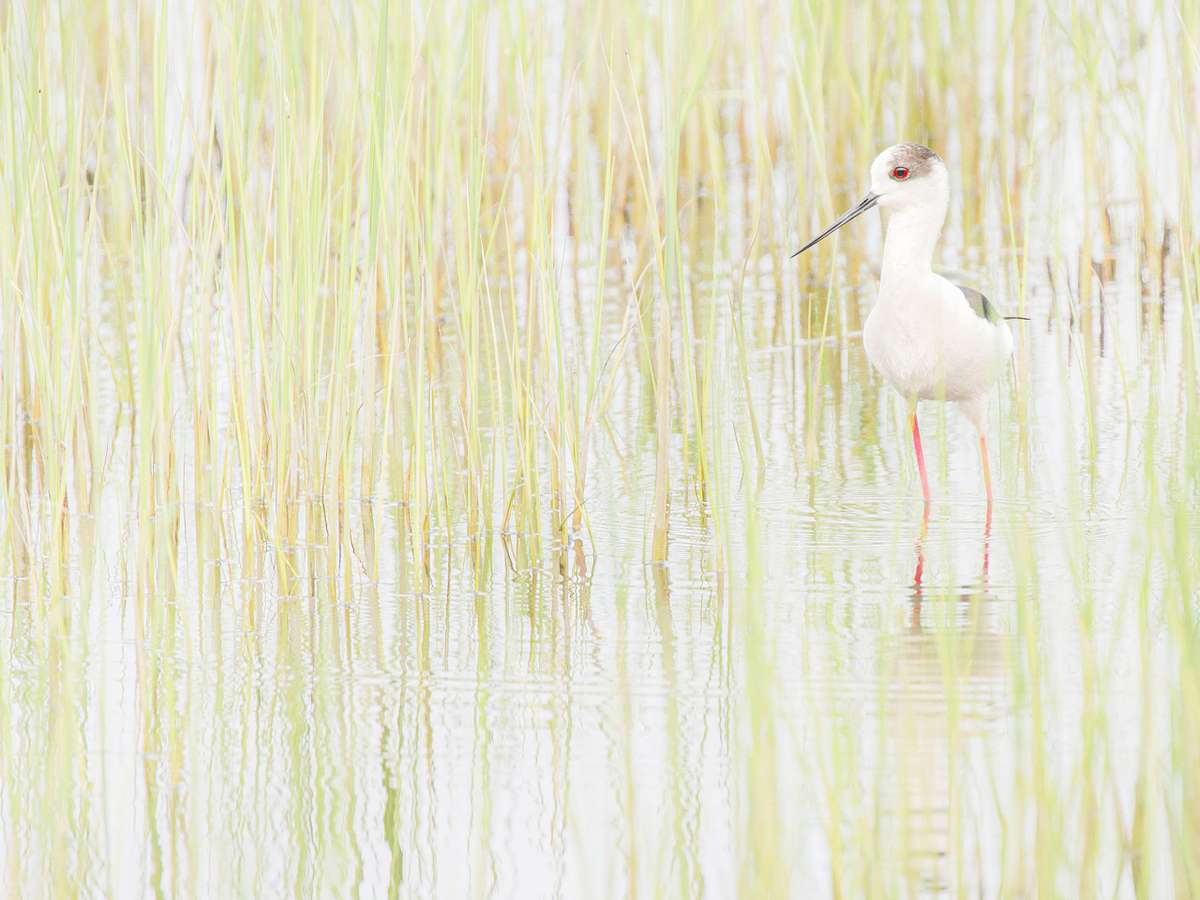 Stelzenl&auml;ufer Istrien Naturfotografie Reise