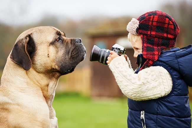 Photographie d'animaux de compagnie