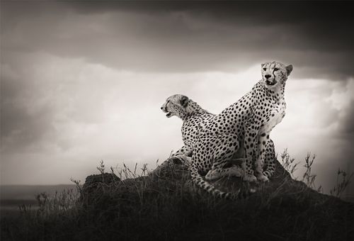 &raquo;LAST OF THEIR KIND&laquo;