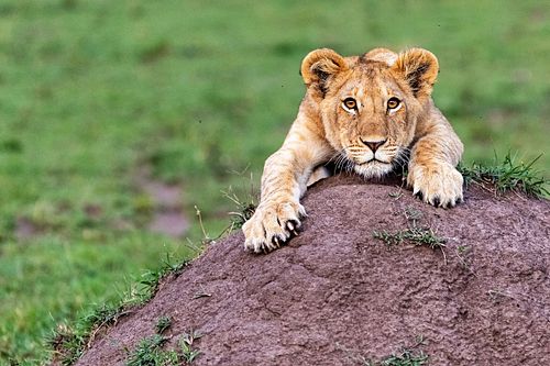 Cute Lion Cub Hanging Onto Mound