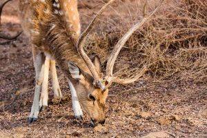 Please excuse “Wildlife Photography”