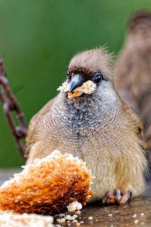 Repas d'un oiseau du Kenya
