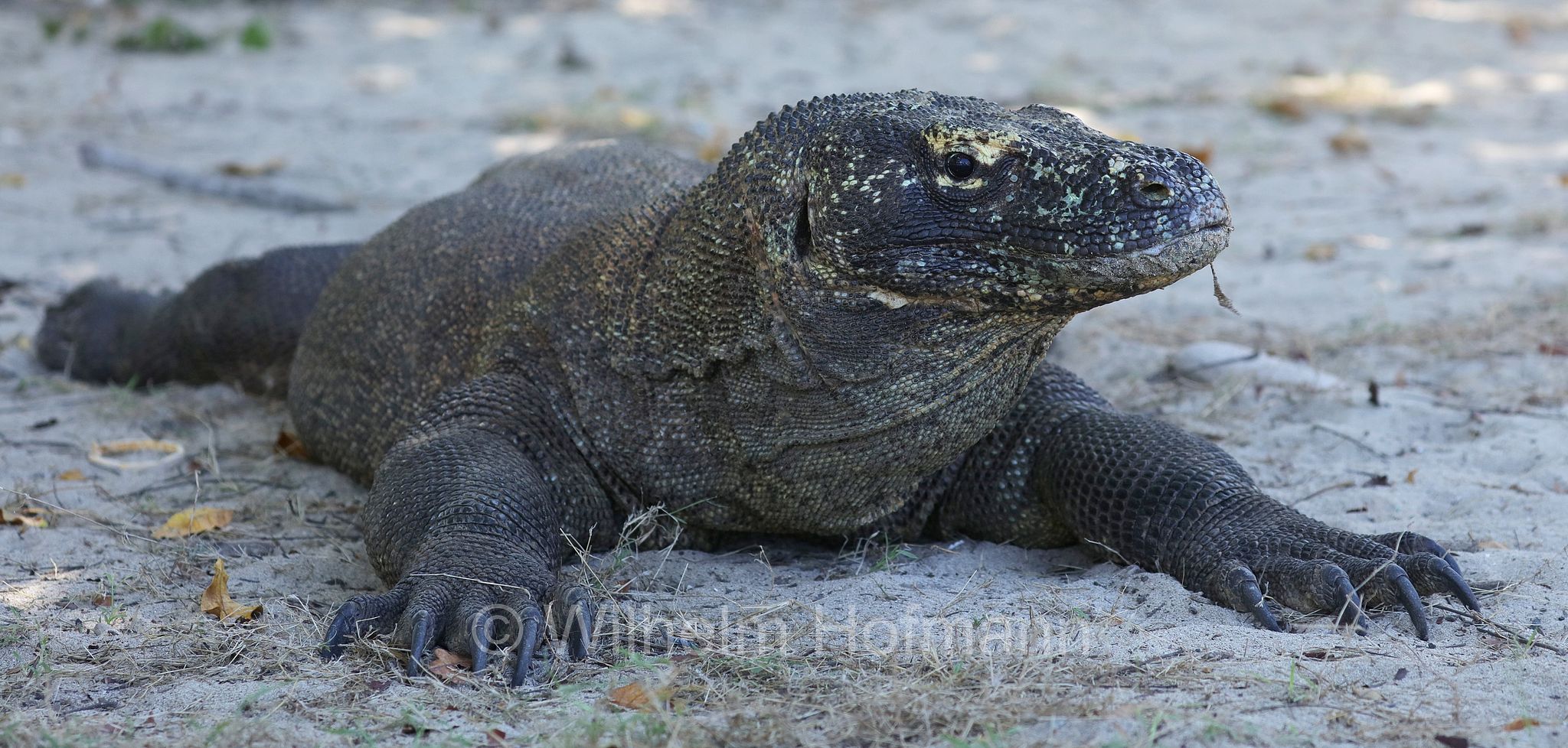 Komodo dragon, Komodo monitor, Komodowaran, Komododrache, varano di Komodo, drago di Komodo, Varanus komodoensis, Komodo Island, Komodo, Lesser Sunda Islands, Kleine Sundainseln, Piccole Isole della Sonda, Nusa Tenggara Islands, Kepulauan Nusa Tenggara, Indonesia, Indonesien