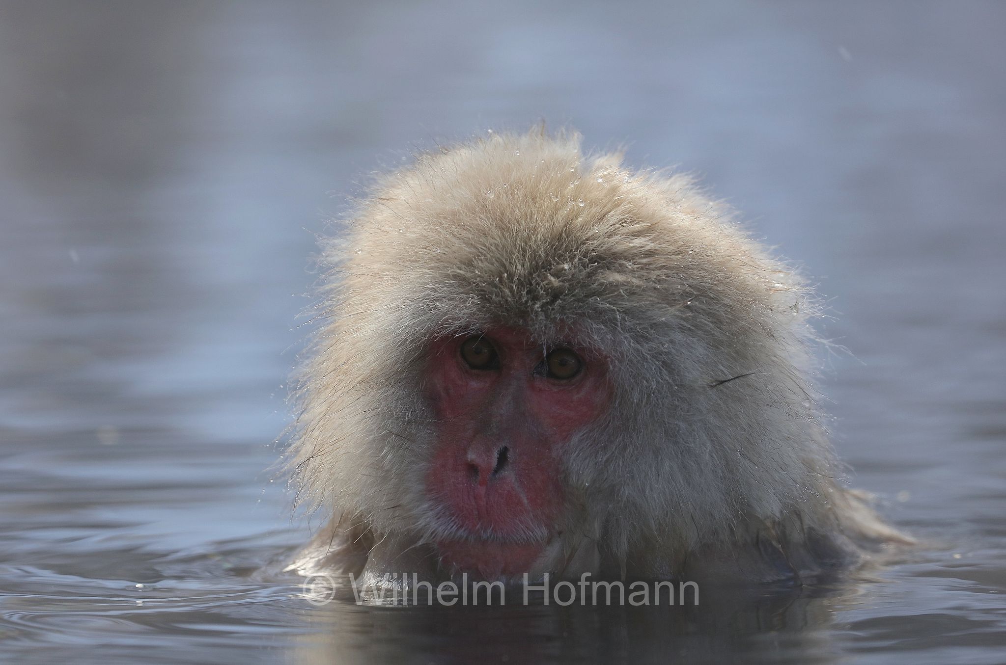 Japanese macaque, snow monkey, Nihonzaru, Japanmakak, Schneeaffe, Rotgesichtsmakake, macaco giapponese, macaco dalla faccia rossa, Macaca fuscata, Jigokudani Monkey Park, Jigokudani Yaen Kōen, Parco delle scimmie di Jigokudani, Nagano, Japan, Giappone
