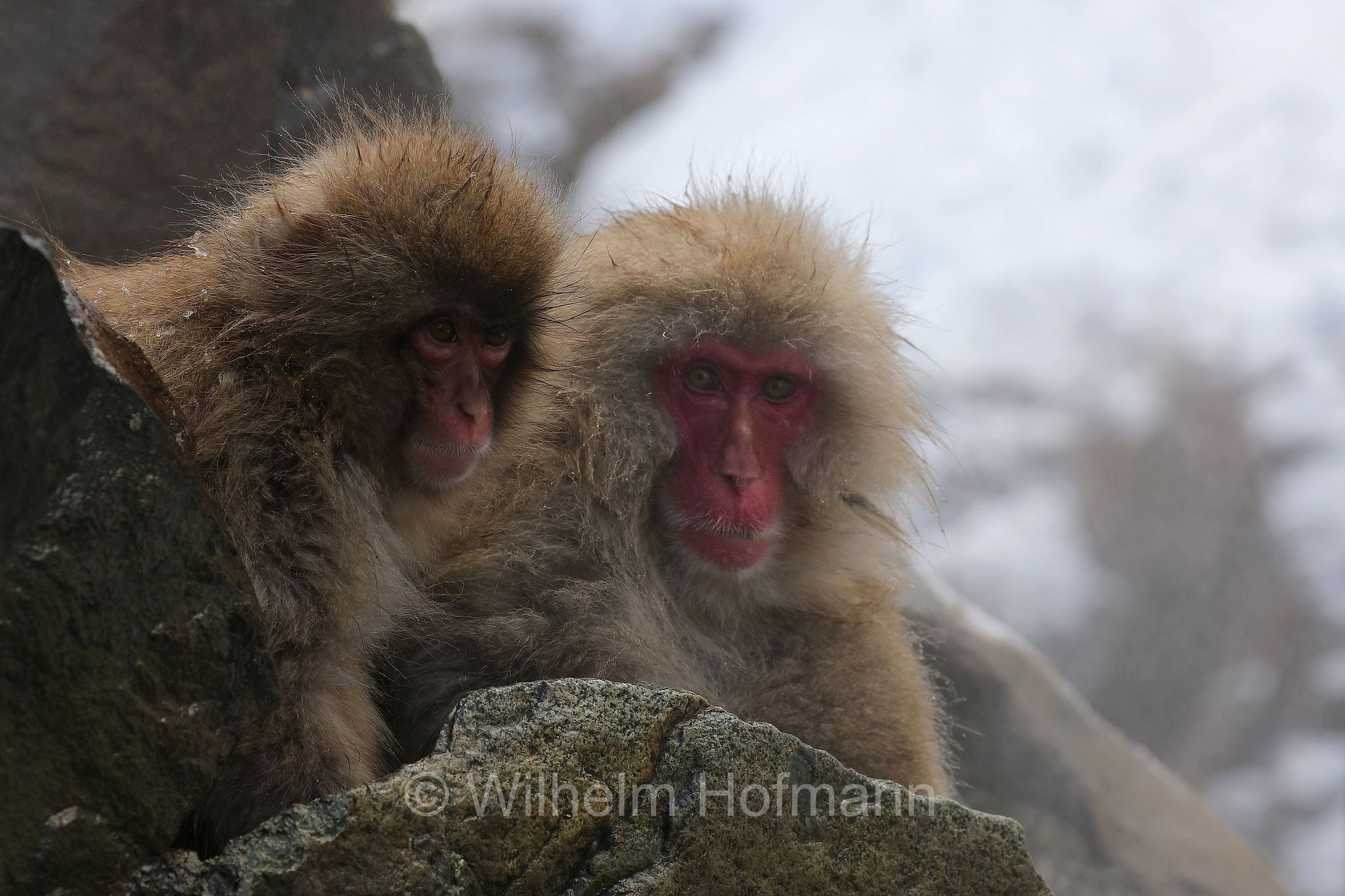 Japanese macaque, snow monkey, Nihonzaru, Japanmakak, Schneeaffe, Rotgesichtsmakake, macaco giapponese, macaco dalla faccia rossa, Macaca fuscata, Jigokudani Monkey Park, Jigokudani Yaen Kōen, Parco delle scimmie di Jigokudani, Nagano, Japan, Giappone