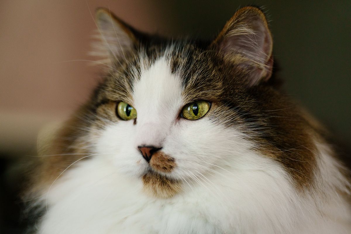 White and brown cat.