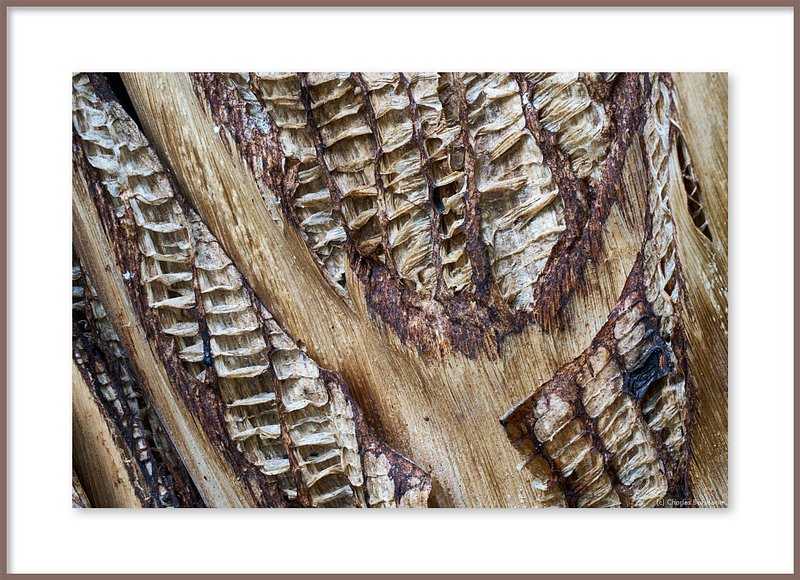 Architectuur van Verval