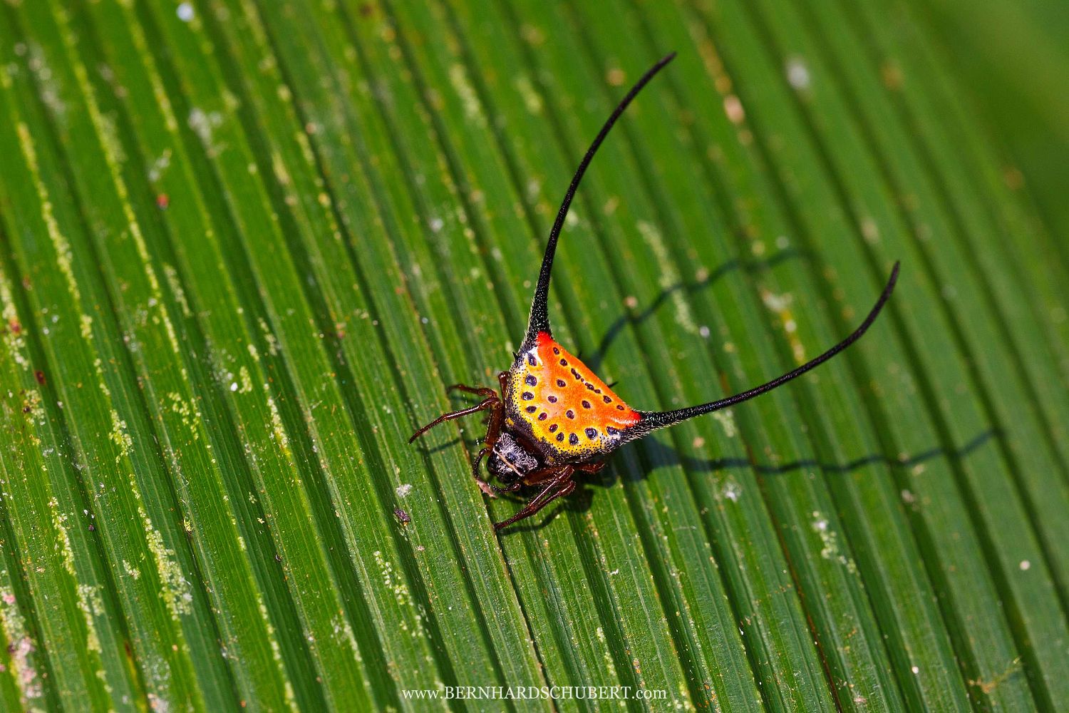 Macracantha arcuata - Zangenartige Dornspinne