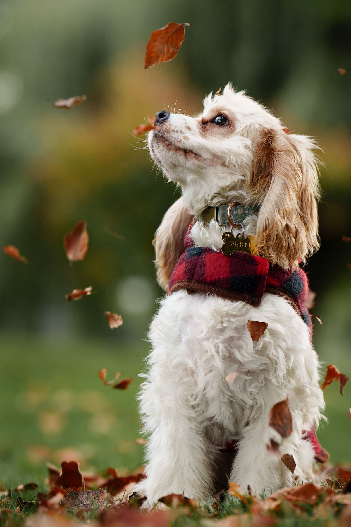A sweet Cocker Spaniel at the park on a autumn day