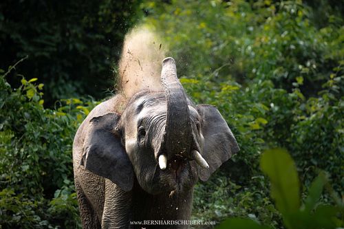 Elephas maximus borneensis - Borneo pygmy elephant