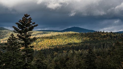 Nationalpark Bayerischer Wald