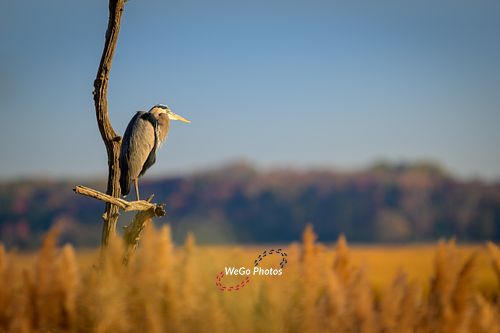 Great Blue Heron at Sunrise