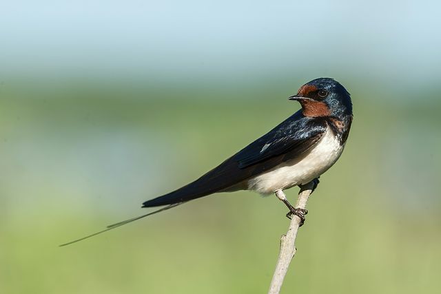 Wie fotografiert man Vögel? Tipps für Anfänger