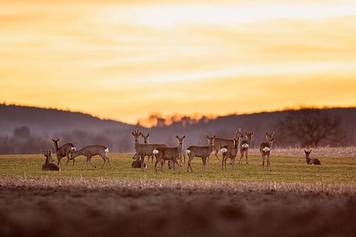 Capreolus capreolus – Reh