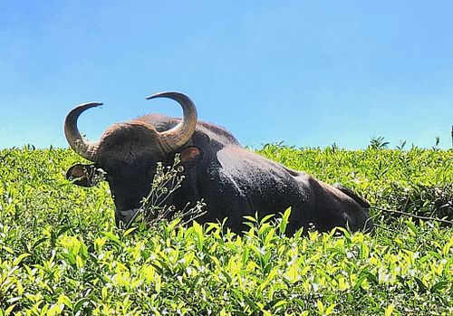 A wild Nilgiri Gaur foraging grass on a path between teas bushes in an active tea plantation.