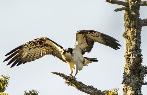 A majestic Osprey (Fiskeørn) perched in its favorite tree, eating a freshly caught fish in Norway. Captured by wildlife photographer Trond Johansen.