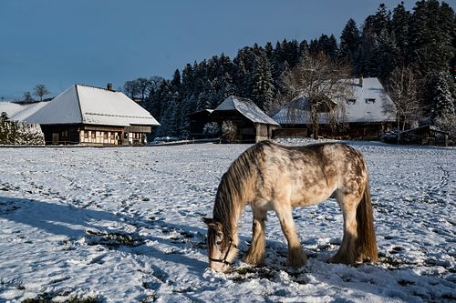 Futtersuche im Schnee