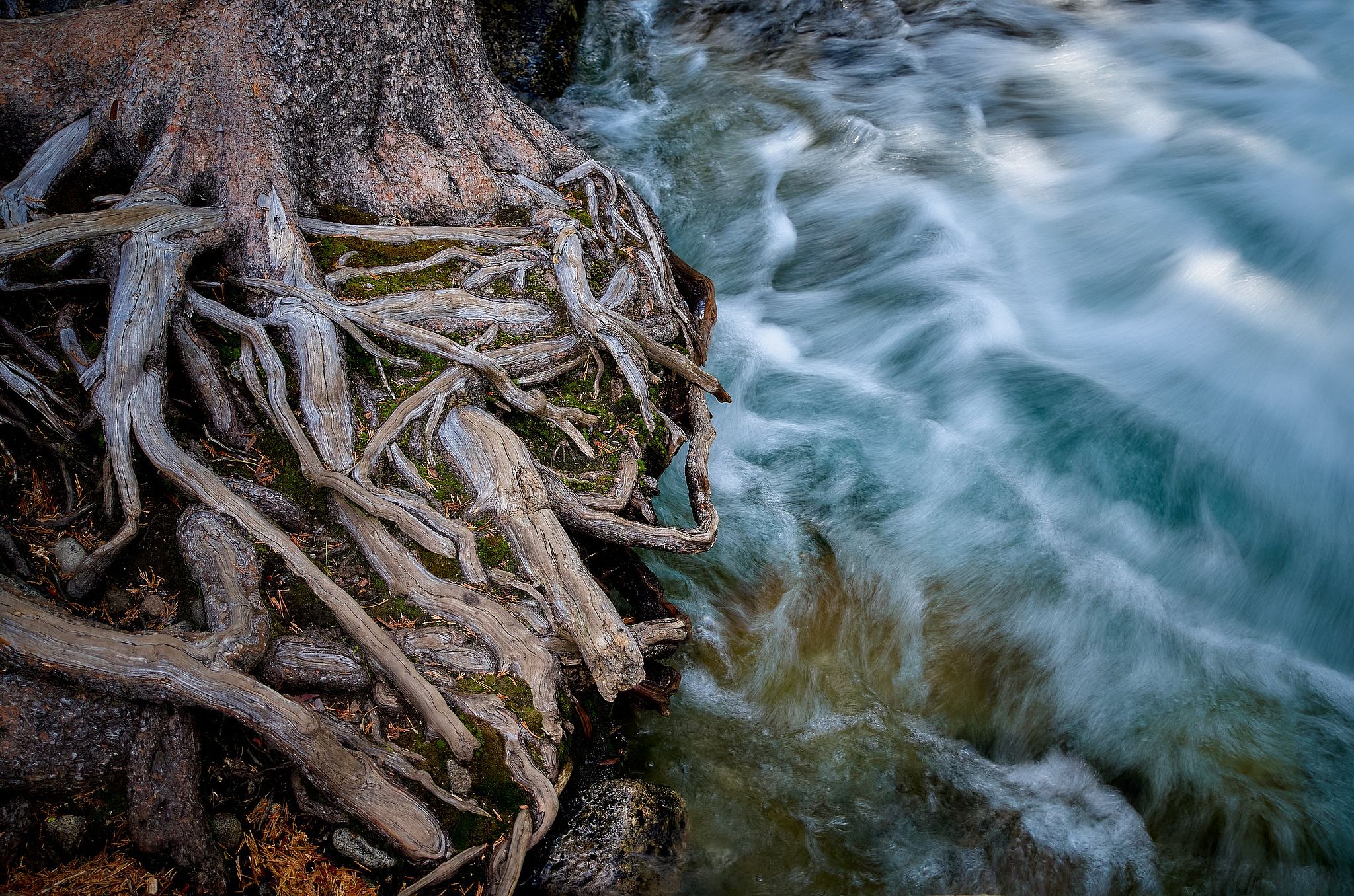 Roots and Water - Twin Bridges, California