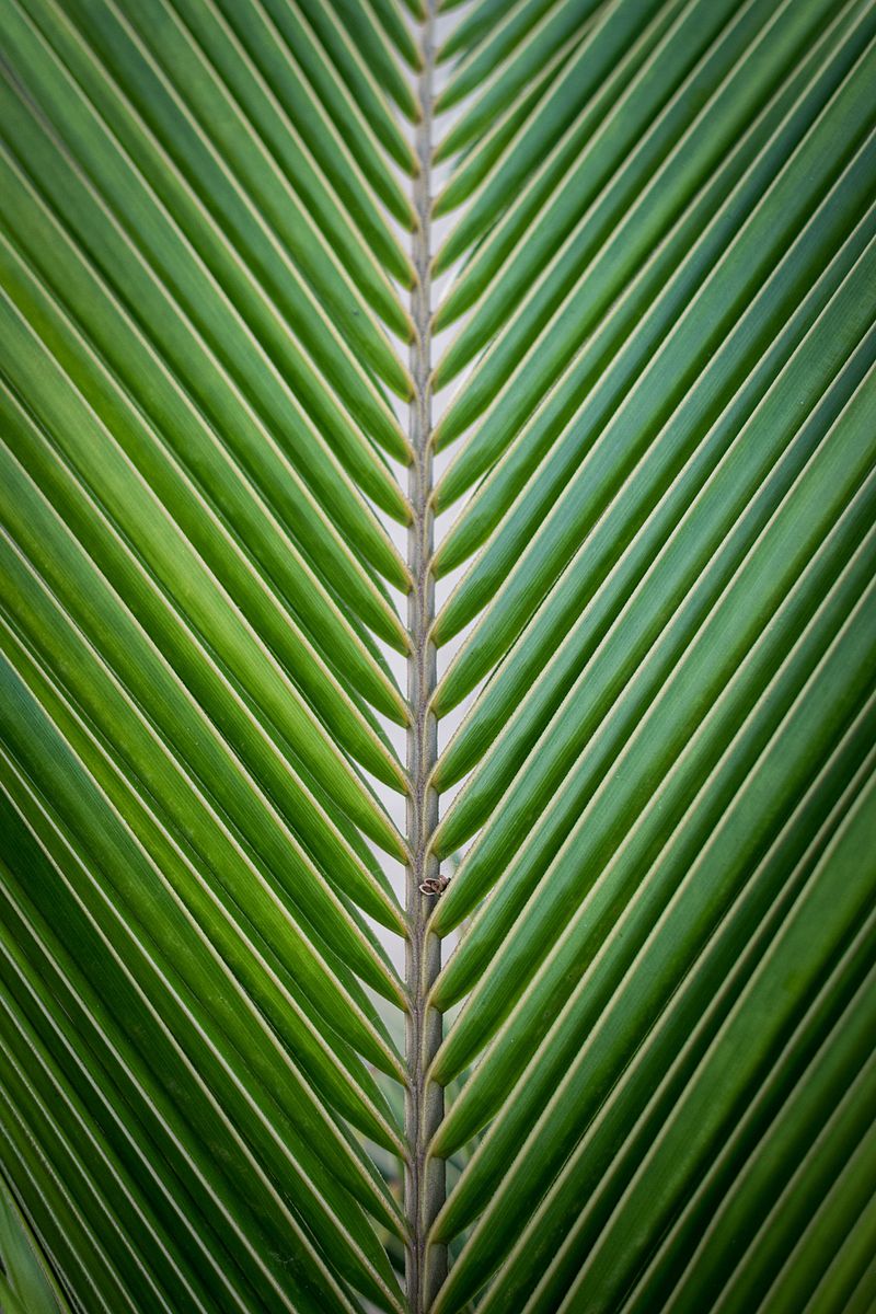 SIMETRÍA VERDE