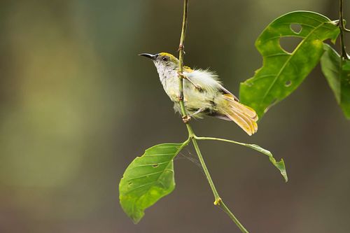 Anthreptes simplex – Schlicht-Nektarvogel