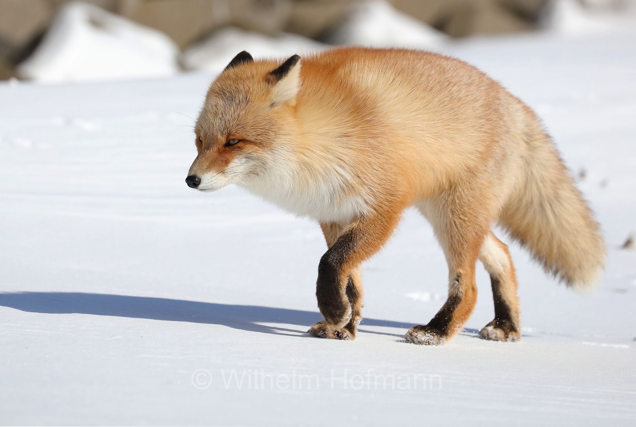 Ezo red fox, Hokkaido-Rotfuchs, Ezo-Rotfuchs, volpe rossa di Sachalin, Vulpes vulpes schrencki, Notsuke Peninsula, Notsuke Halbinsel, Penisola di Notsuke, Hokkaidō, Hokkaido, Japan, Giappone