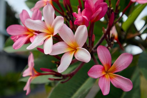 tropical flowers, flowers, frangipani, tropical