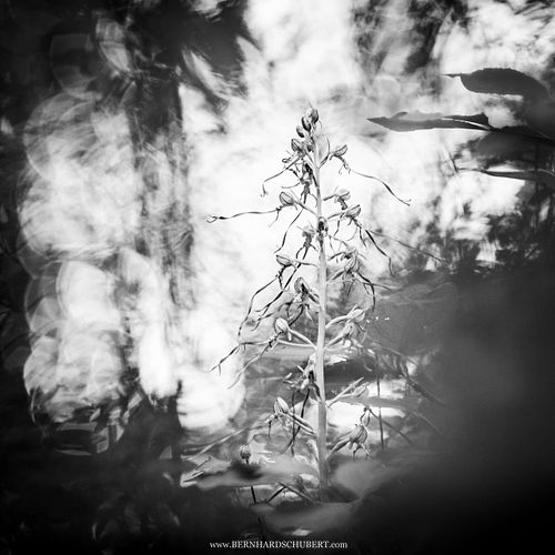 Himantoglossum adriaticum - Adriatische Riemenzunge