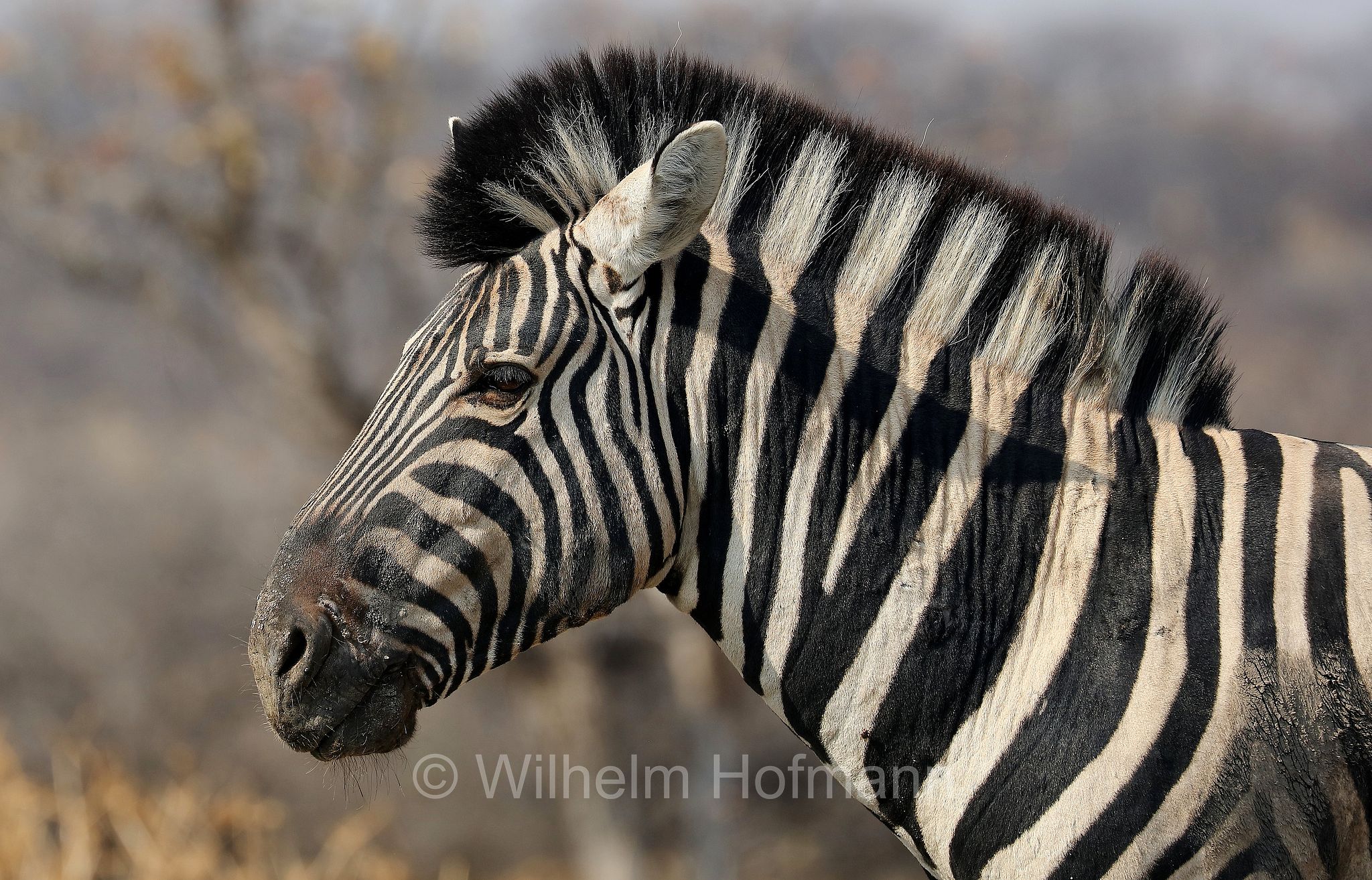 plains zebra, Steppenzebra, zebra di pianura, equus quagga, Etosha-Nationalpark, Etosha National Park, parco nazionale d'Etosha, Namibia