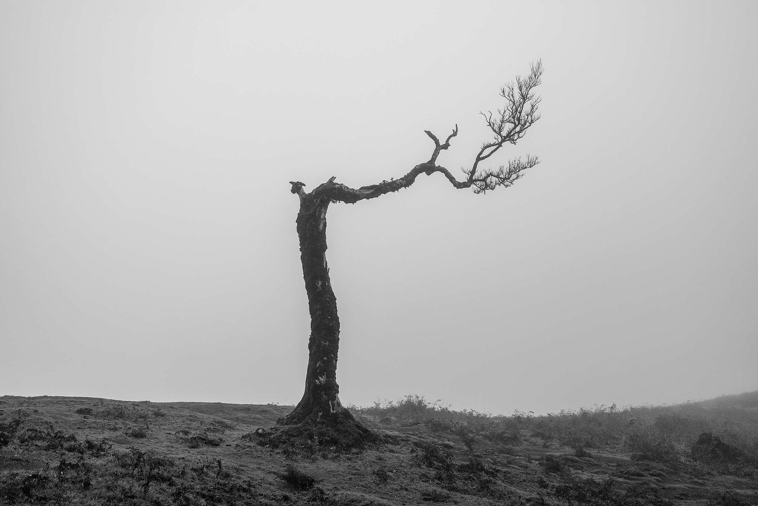 Toter Lorbeerbaum