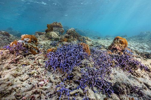 Callyspongia samarensis - Spaghetti sponge