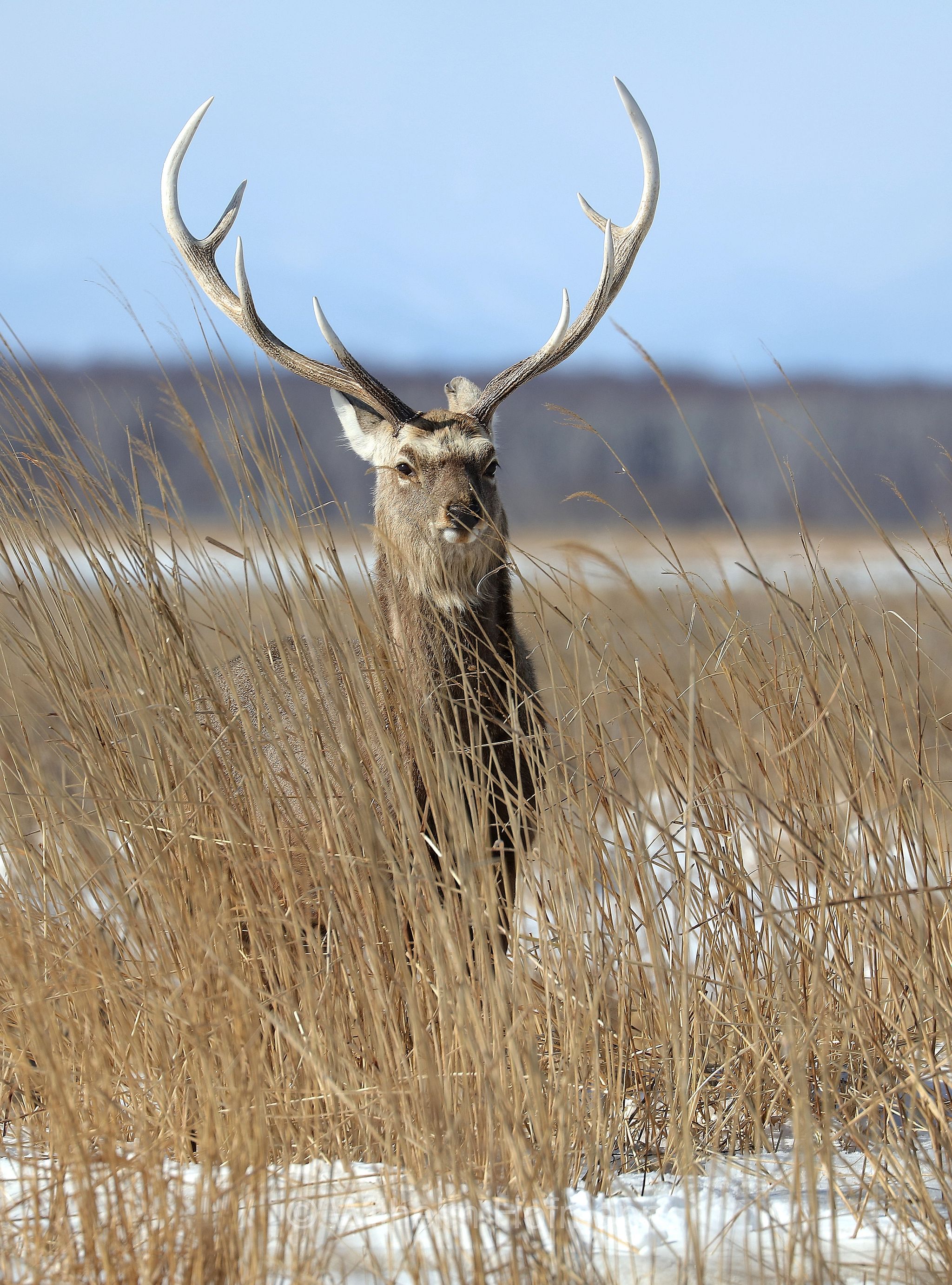 sika deer, northern spotted deer, Japanese deer, Sikahirsch, cervo sika, cervo shika, cervo del Giappone, Cervus nippon, Notsuke Peninsula, Notsuke Halbinsel, Penisola di Notsuke, Hokkaidō, Hokkaido, Japan, Giappone