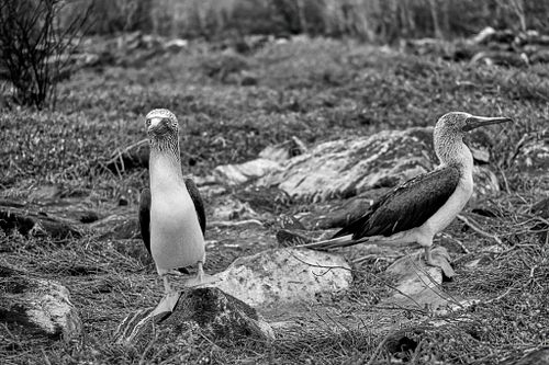 Sula piediazzurri | Sula nebouxii