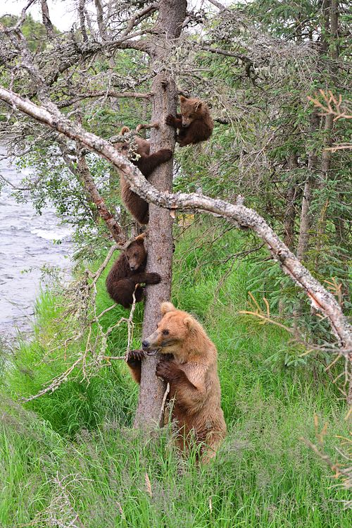 Best place for bear photography workshop & tour in the US.  Located in Katmai National Park, Brooks Camp, Brooks Falls, & Kodiak, Alaska, United States.