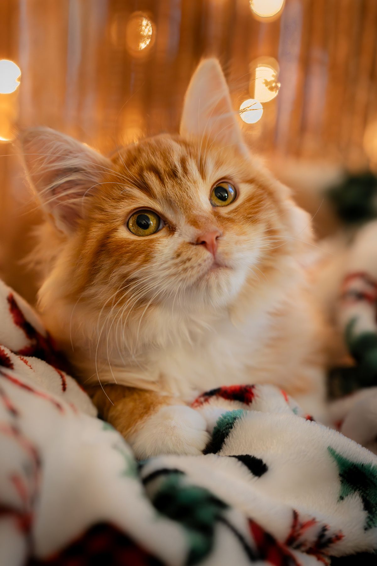 Orange kitten sitting on a blanket looking up.