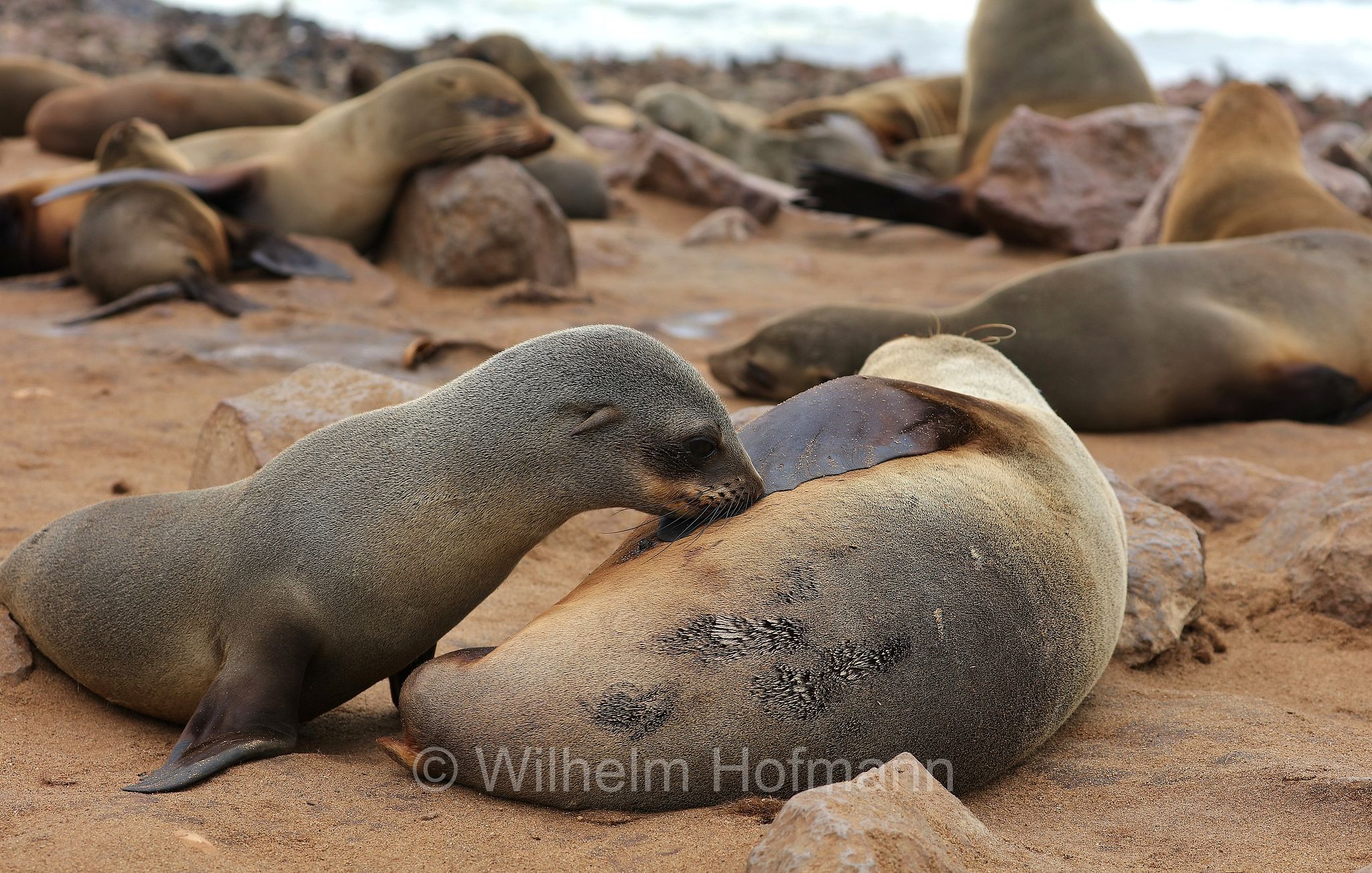 Arctocephalus pusillus, Cape fur seal, Afro-Australian fur seal, Südafrikanischer Seebär, otaria orsina del Capo, otaria orsina sudafricana, otaria orsina australiana, Cape Cross, Kreuzkap, Kaap Kruis, Skeleton Coast, Namibia