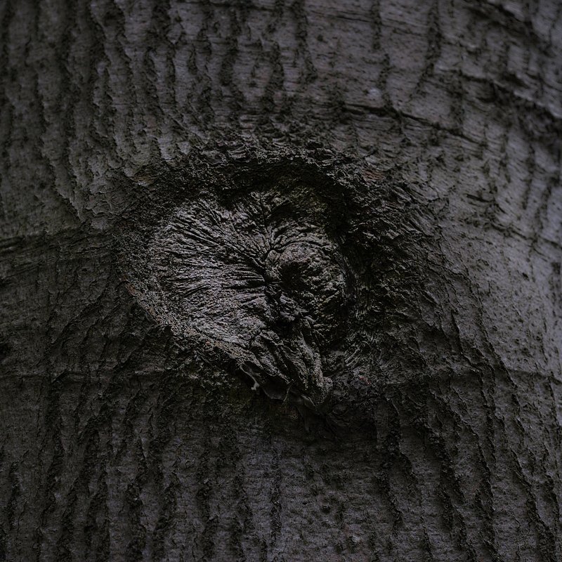 Abstracte natuurfotografie (4 juli 2026)