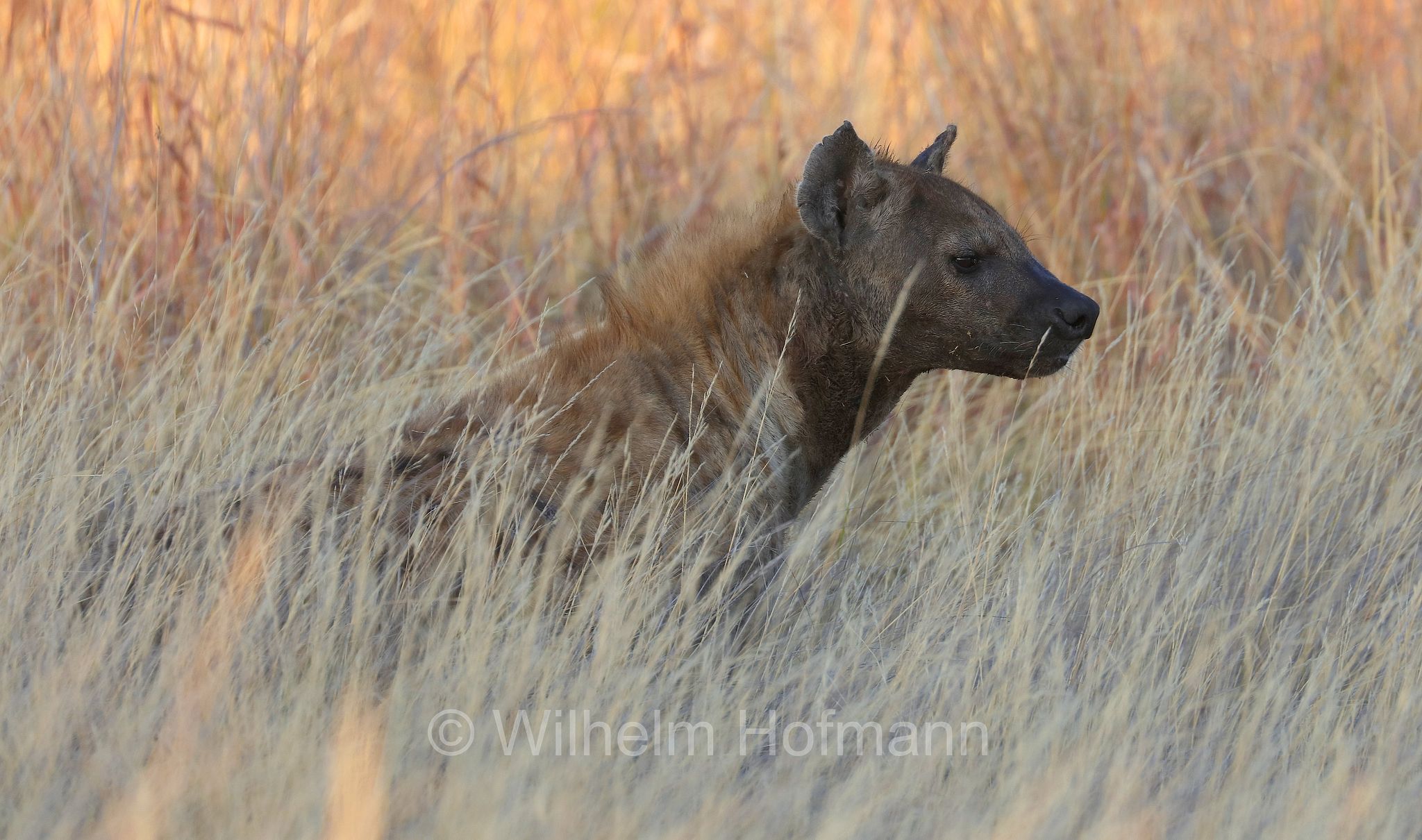 Crocuta crocuta, spotted hyena, laughing hyena, Tüpfelhyäne, Fleckenhyäne, iena macchiata, iena maculata, iena ridens﻿, Moremi Game Reserve, Moremi-Wildreservat, Okavango Delta, Okavango Grassland, Botswana, Republik Botsuana