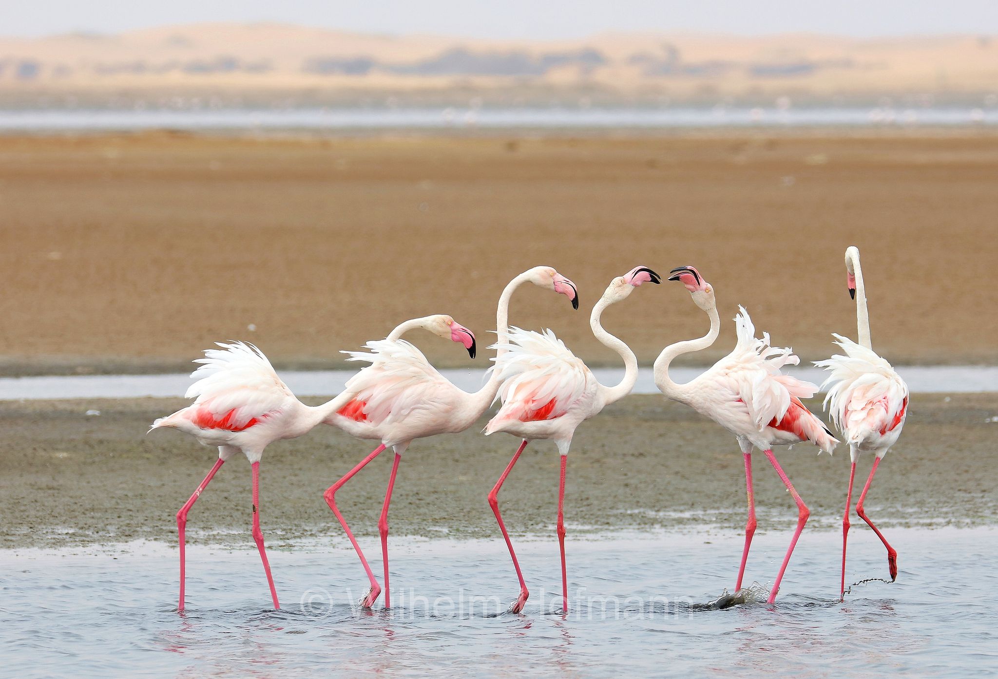 Greater flamingo, Rosaflamingo, fenicottero rosa, fenicottero maggiore, Phoenicopterus roseus, ﻿Walvis Bay Lagoon, Walfischbucht, Walvisbaai, Namibia
