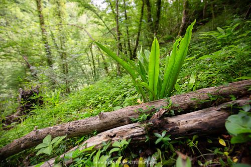 Asplenium scolopendrium - Hart's-tongue fern