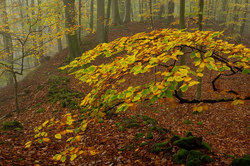 WOODLAND/TREES