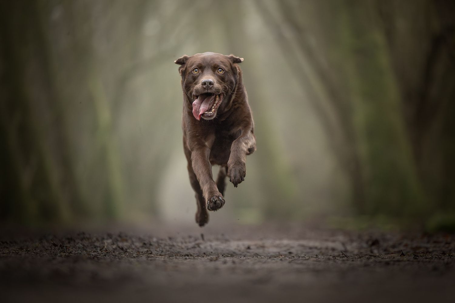 NLS Dierenfotografie