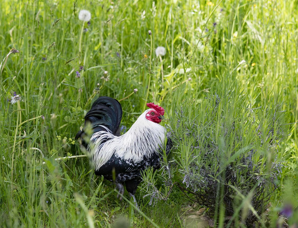 Waldhäusern - Grosshöchstetten