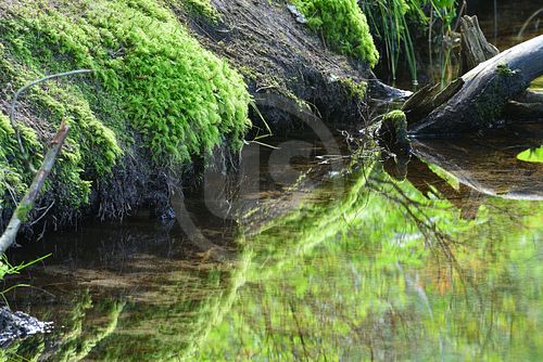 Zauberwald bei Bernau