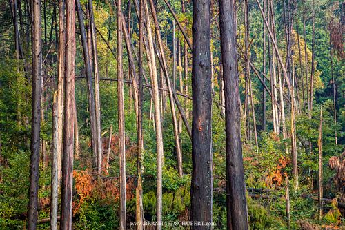 Waldstück in der Nähe von Kyōto