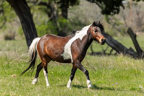 A side-profile action shot of a brown and white Paint Quarter Horse colt walking briskly through a lush green spring pasture with a soft-focus background of trees.