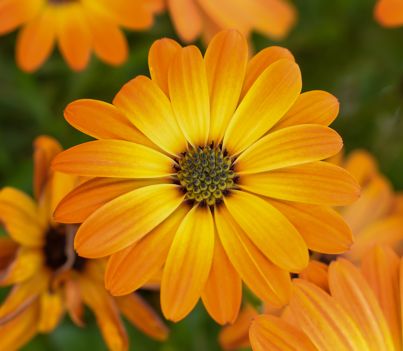 Discovering the Remarkable Benefits of Calendula