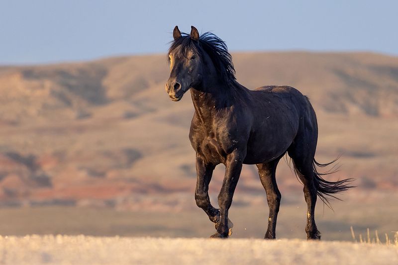 WILD AT HEART IMAGES