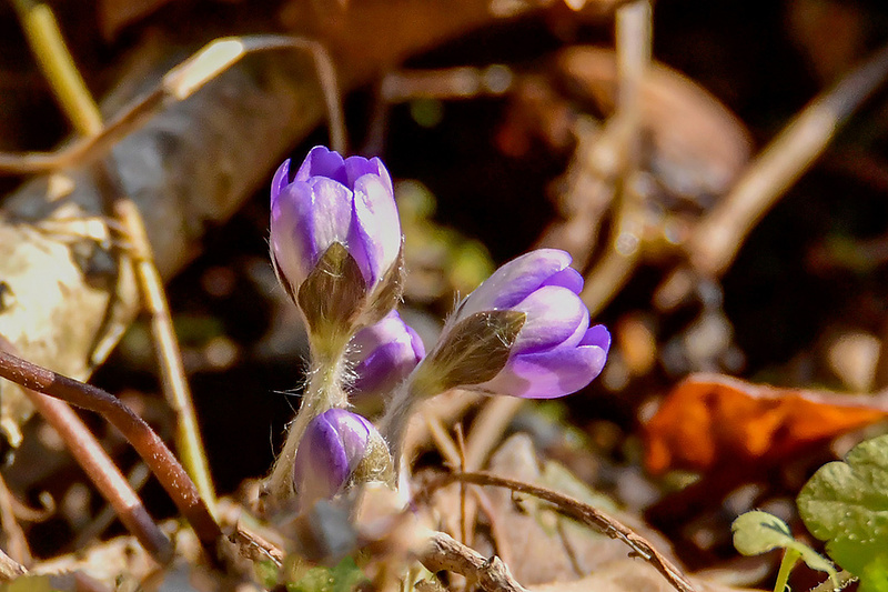 Kevadine õitsemise aeg on alanud.